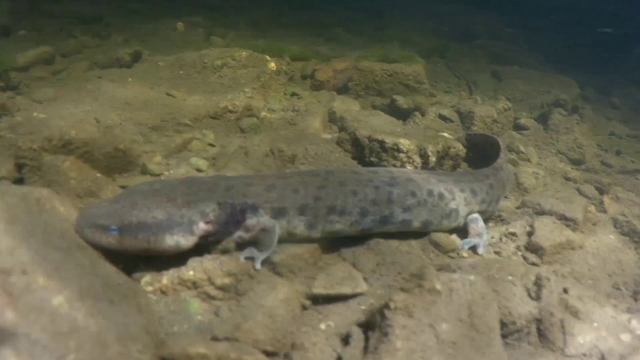 Mudpuppies