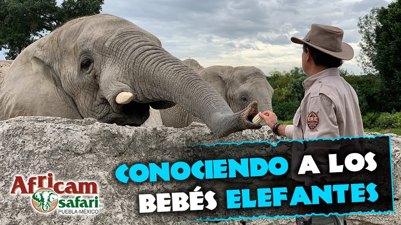 ¡Lo que nos trajo la cigüeñota!🐘🐘 platicamos del bebe elefante que nació en Africam Safari