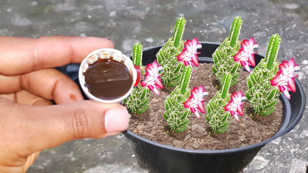 Uau!!! Essa tampa faz qualquer CACTO florir!!!