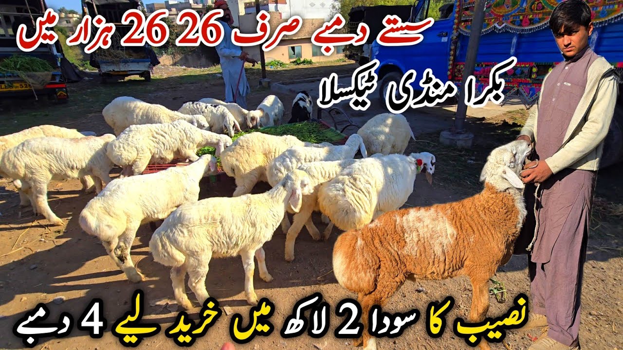 Taxila Mandi Friday Latest Update 13 March 2026 | Bakra Eid Qurbani Naseeb Ka Soda 