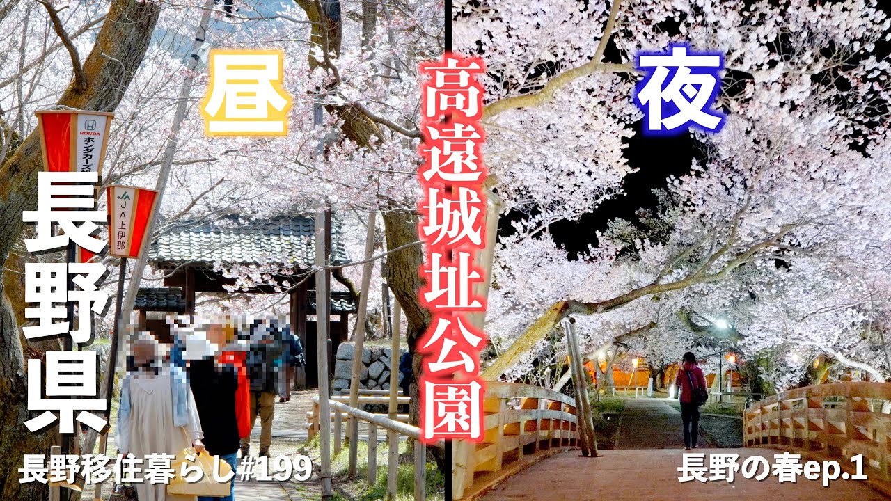 【長野移住】今週末が見頃!!桜満開で昼も夜も最高に綺麗な春が来たよ♪｜高遠城址公園｜六道堤の桜｜田切花桃の里｜ドライブ｜田舎暮らし｜長野県｜4K