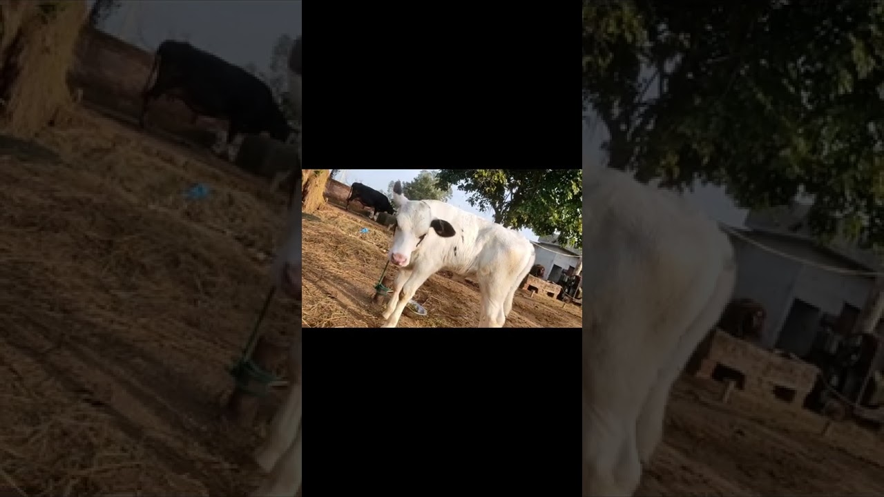 #Abs stryker Female calf