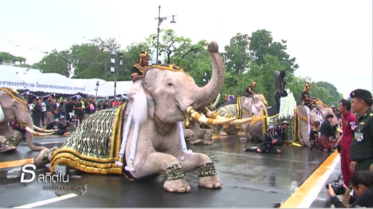 ช้างงางาม 11 เชือก ร่วมถวายสักการะพระบรมศพ 