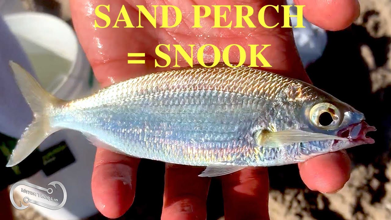 SAND PERCH (MOJARRA) HOW TO - USE THESE TO CATCH SNOOK (FF Episode 11, season 1)