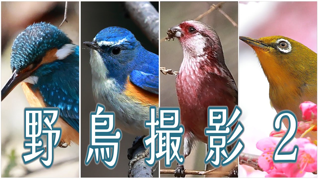 超ローカルお散歩　野鳥撮影２