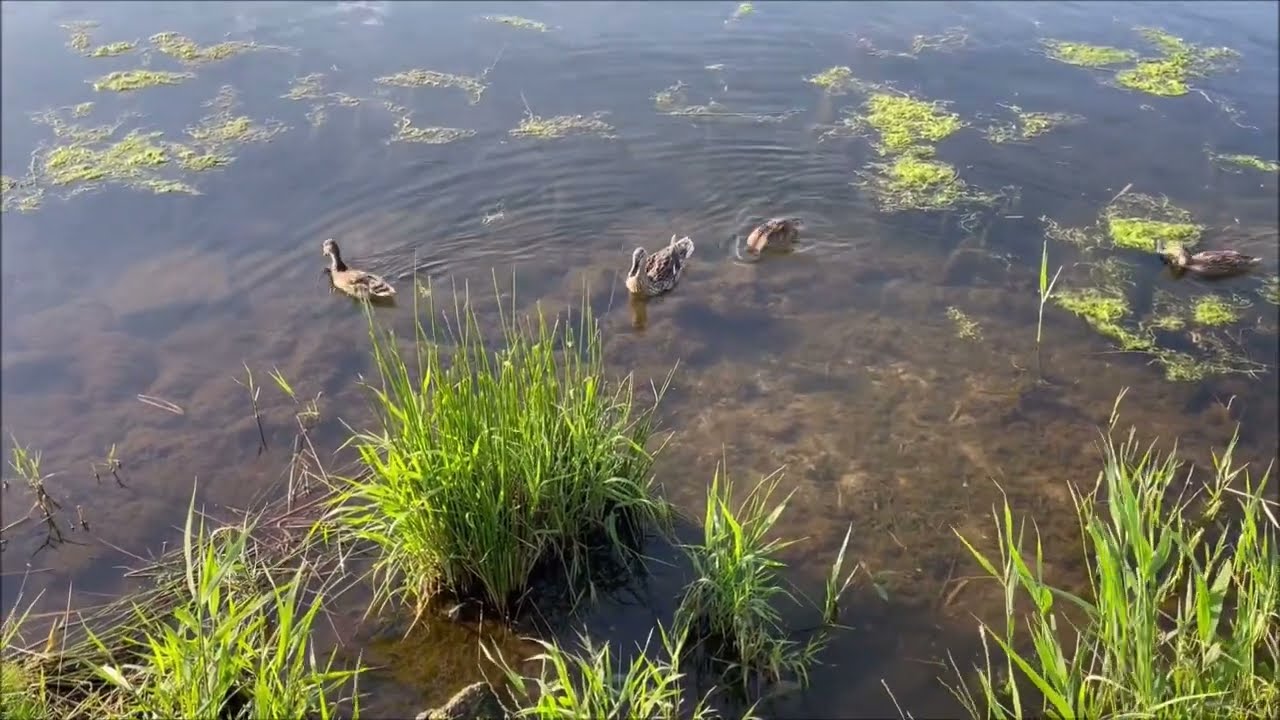 Teenage Ducks | Anatidae | Summer World | Pure Nature