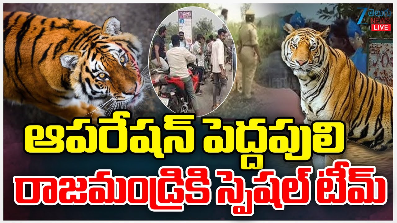 LIVE: Tiger Spotted at Diwancheruvu | Tiger Alert in Rajahmundry |పెద్దపులి రాజమండ్రికి స్పెషల్ టీమ్