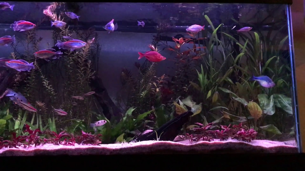 Finnex Planted Plus 24/7, Planted Tank