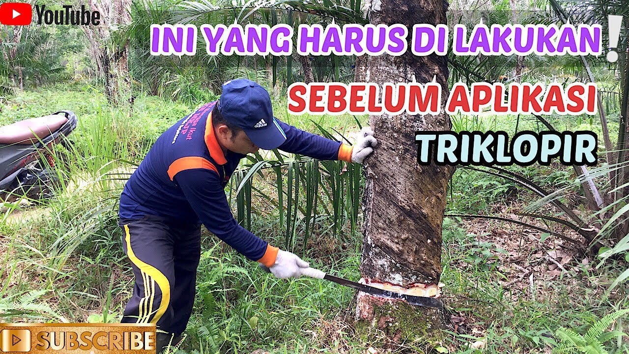 KUPAS KULIT POHON KARET||HAL PENTING DILAKUKAN SEBELUM APLIKASI TRIKLOPIR-ENCIK JUNIANTO CHANNEL