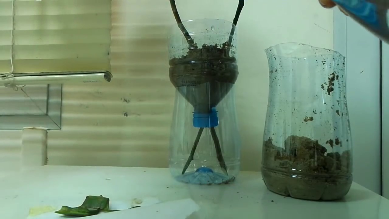 Air Layering ഇനിമുതൽ വീട്ടിൽ ഇരുന്നും ചെയ്യാം ഒരു പുതിയ ഐഡിയ.