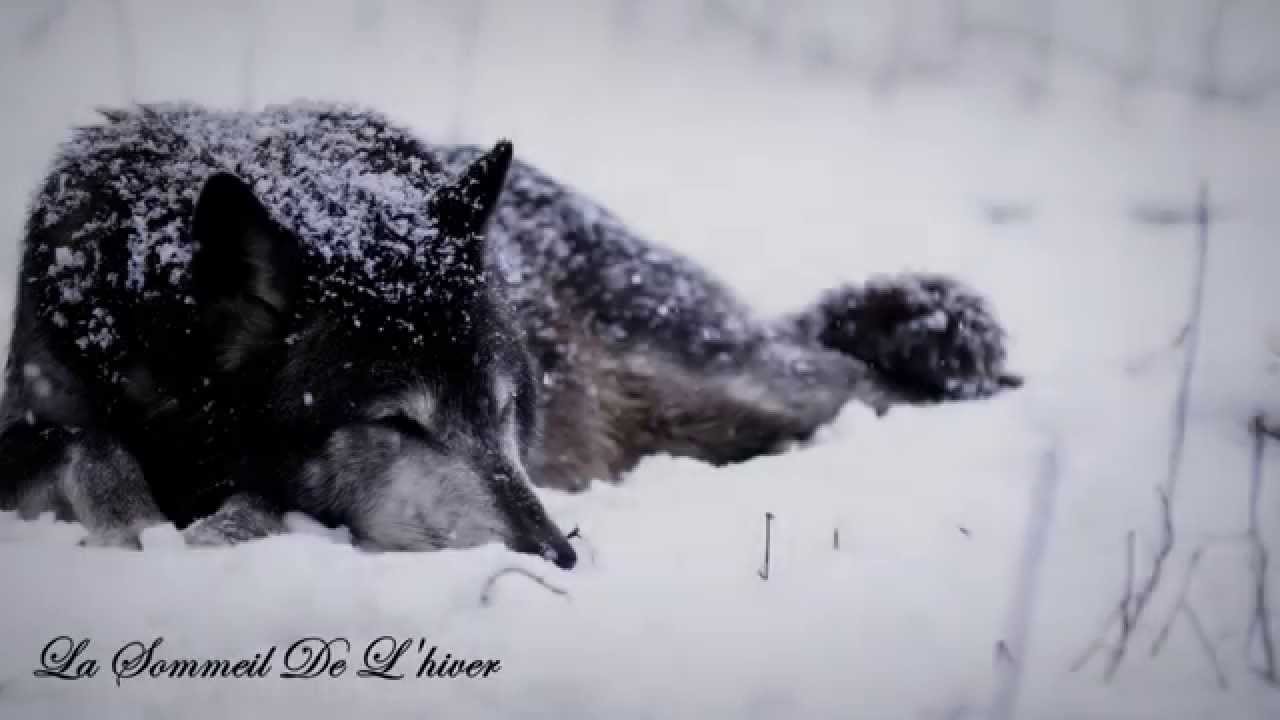 Musk Ox - La Sommeil De L'hiver & ...Et La Neige