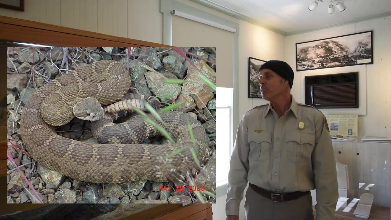 Gopher Snake or Rattlesnake