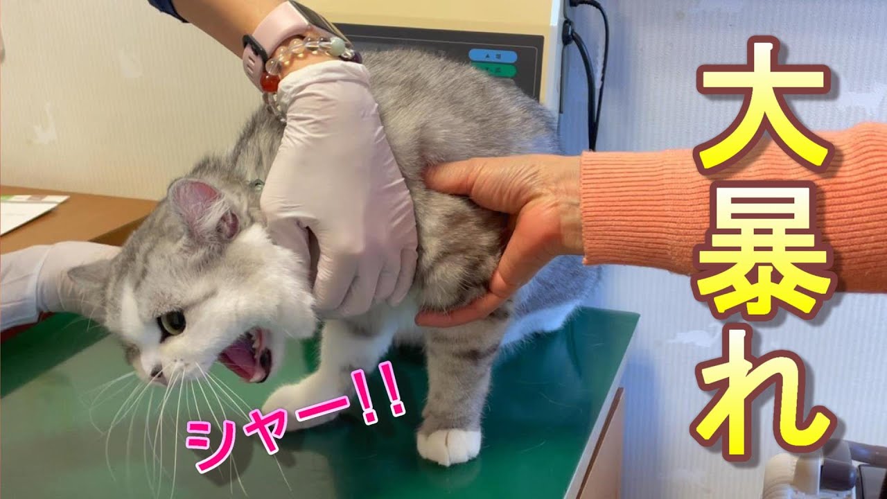頻繁にお尻歩きをする兄猫を病院に連れて行ったら大暴れでした・・・