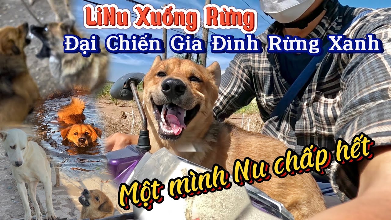 LiNu Xuống Rừng Khi Đã Lớn - Cuộc Đại Chiến Với Gia Đình Rừng Xanh (Phần 1)