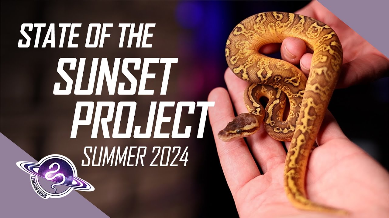 Прежде чем купить шаровидного питона Sunset | Лето 2024 | #шаровыепитоны #змея #рептилии #шаровой...