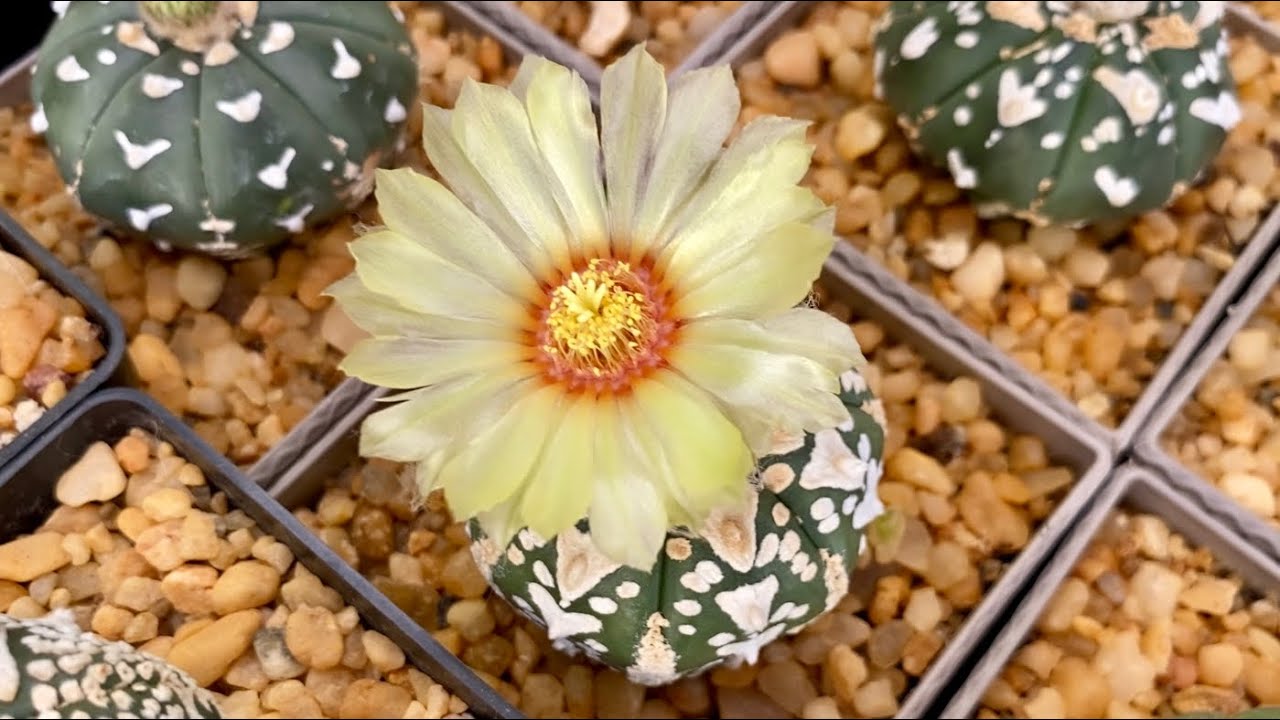 Astrophytum asterias, minha coleção.
