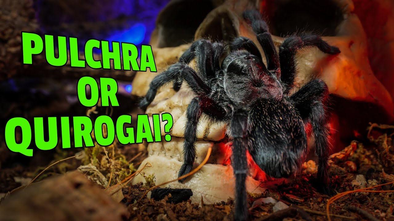 MYSTERY of the Brazilian Black Tarantula! Lookalikes REVEALED!