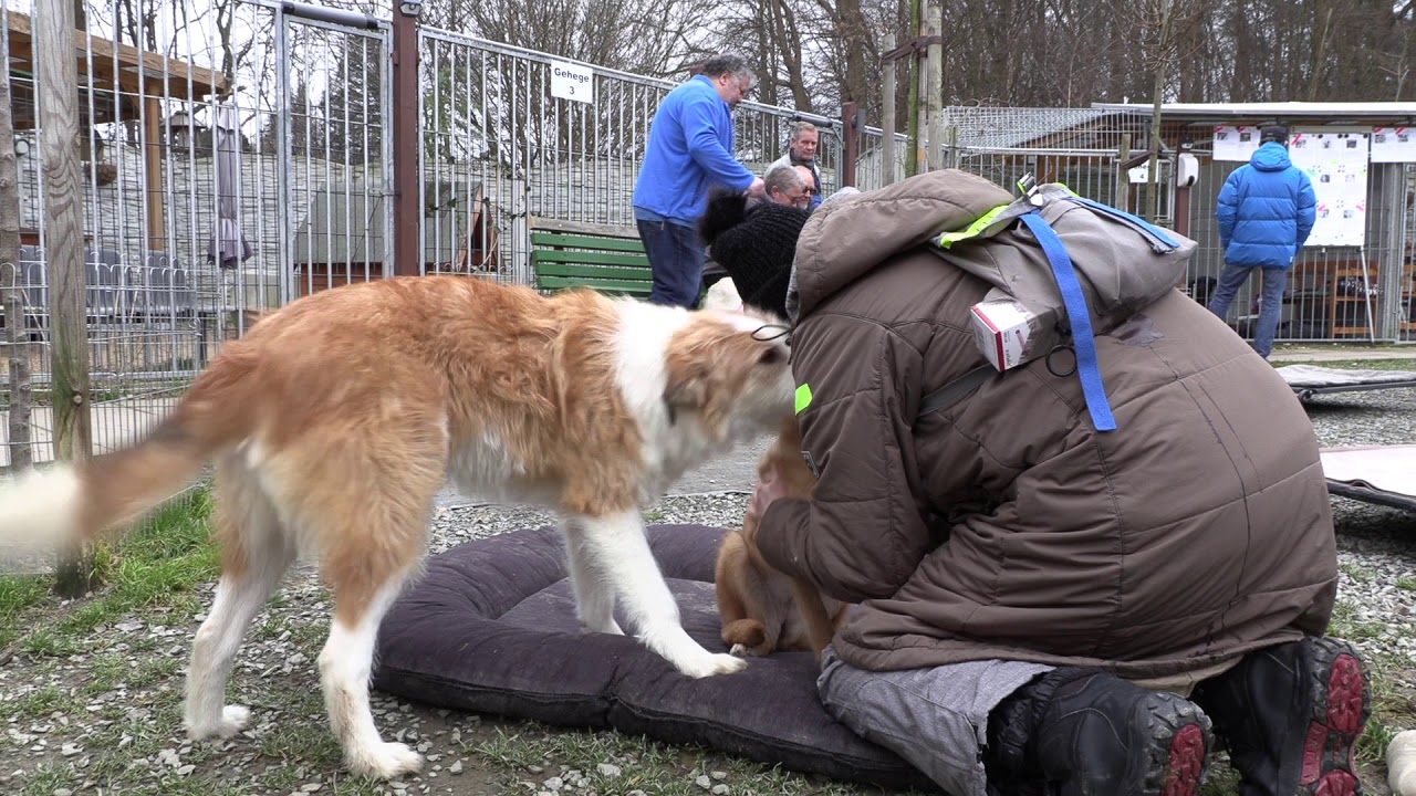 Kuscheleinheiten für die Vierbeiner auf dem Tierschutzhof Rösrath