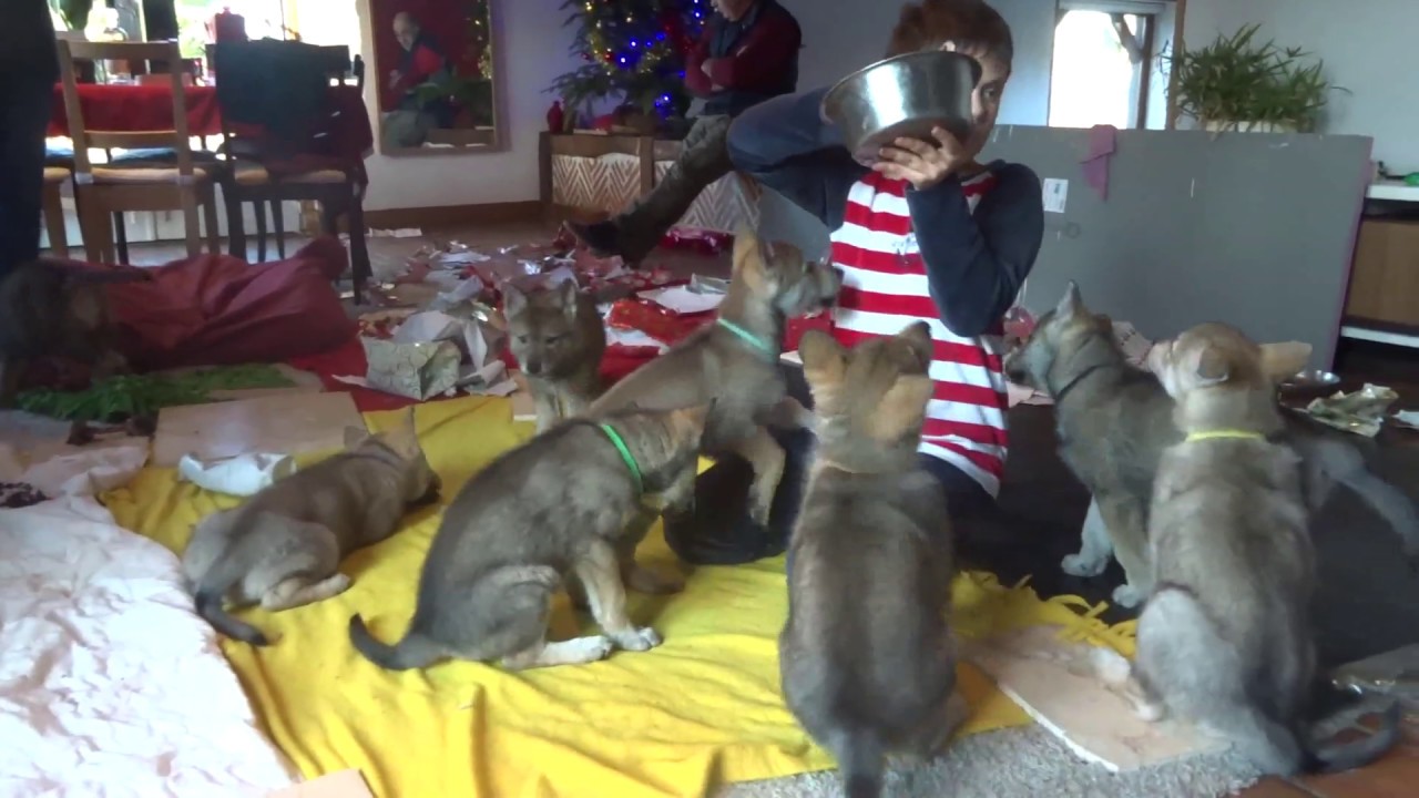 Chiots de 45 jours - Sociabilisation avec enfants - Elevage de L' Orée du Loup