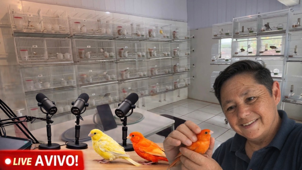 CF AO VIVO: LIVE COM CANARICULTORES