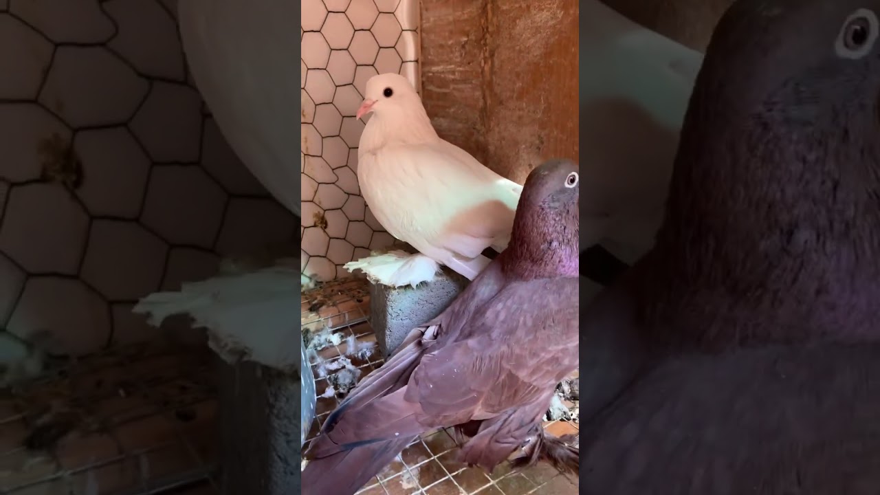 طبكات الاحمر العراقي احلا المتابعين  صورنالكم الجديد  مشاهده ممتعة