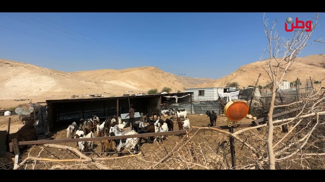 البدو في منطقة العوجا يناشدون عبر وطن لتوفير الأعلاف ومركز صحي لهم