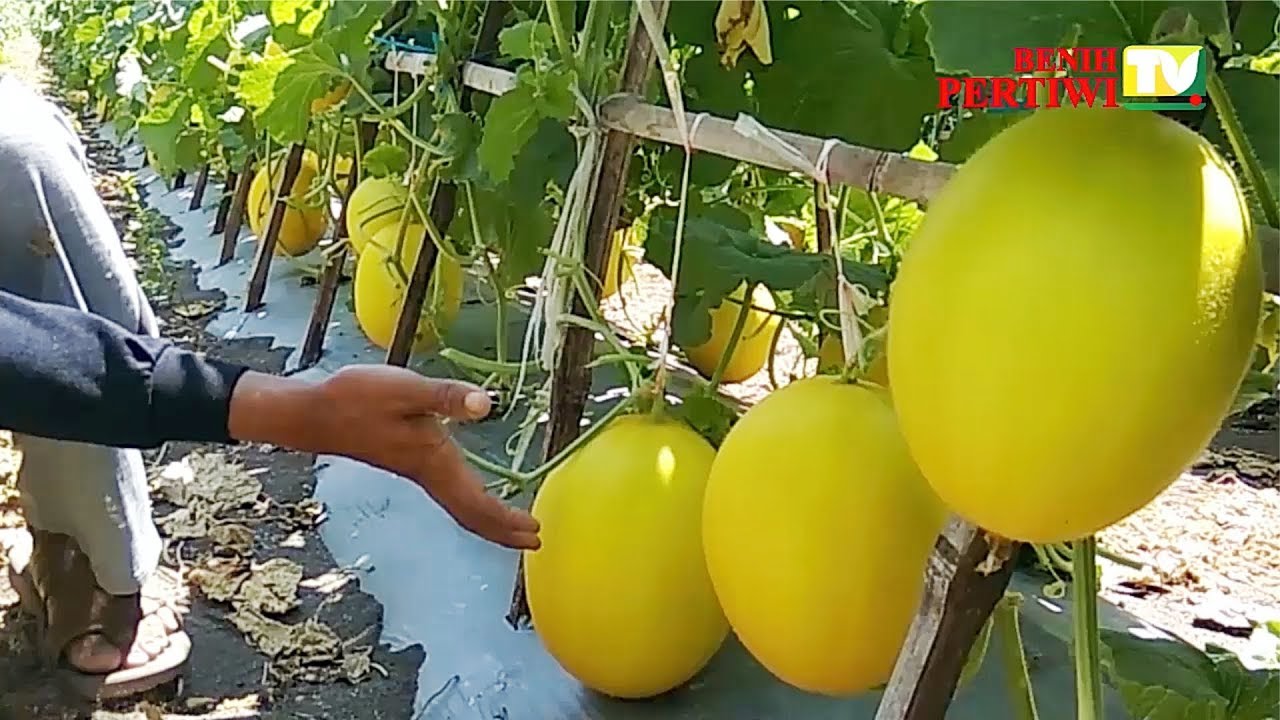 BENIH PERTIWI TV - Melon Monet, Tetap Istimewa di Pesisir Pantai