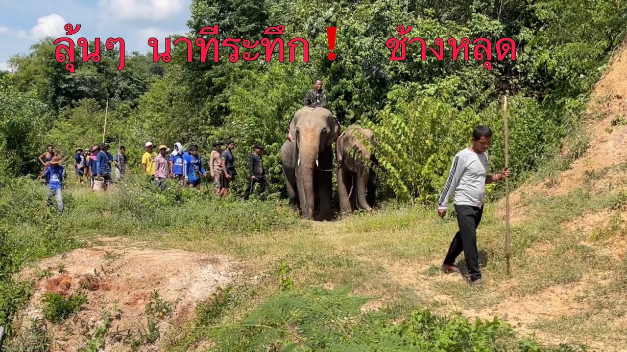 นาทีระทึก❗️ช้างหลุด❗️เข้าป่าใหญ่⚠️ควาญมาช่วยกันเยอะมาก…จะสำเร็จ หรือไม่?
