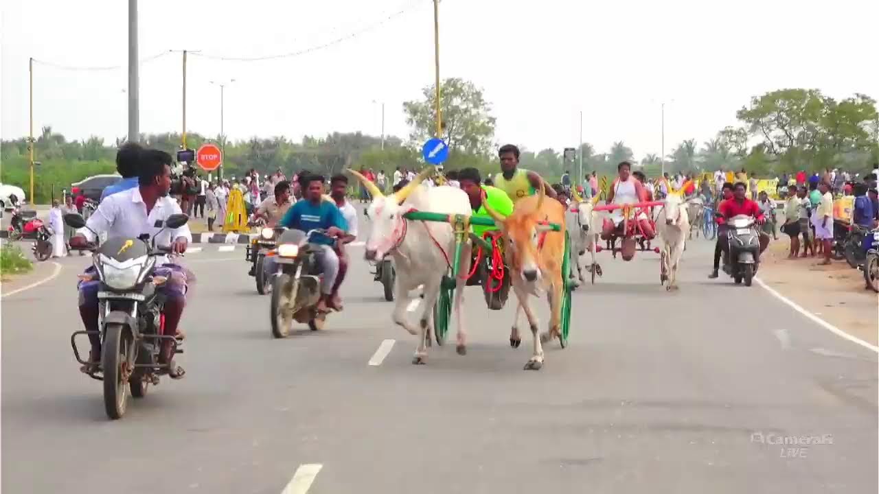 ⭕LIVE|சின்னமாடு திருப்பத்தூர் 30000 ஆயிரம் யாருக்கு??|பந்தய நேரலை