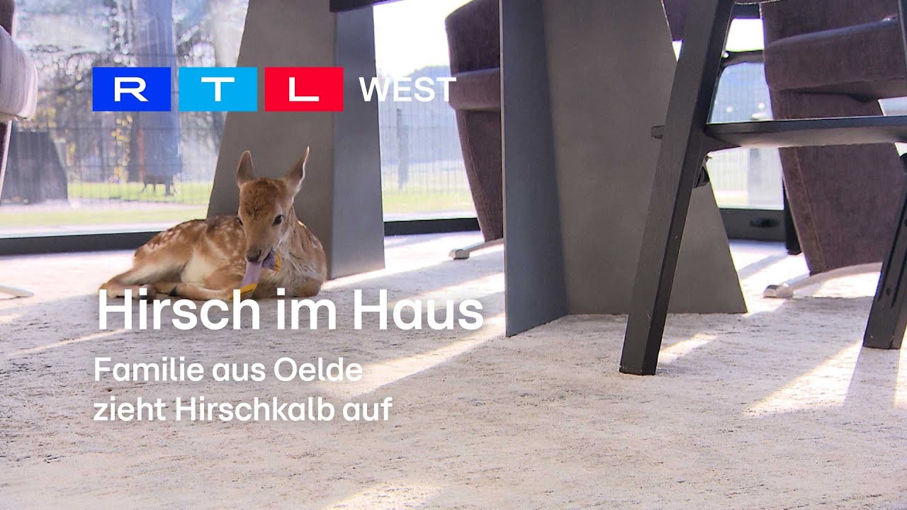 Hirsch im Haus: Familie aus Oelde zieht Hirschkalb auf | RTL WEST, 05.12.2023