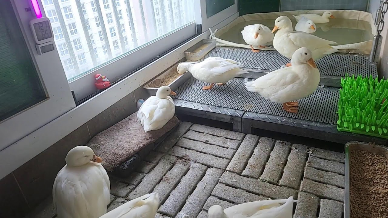 🔇  오리 라이브 | duck livestreaming