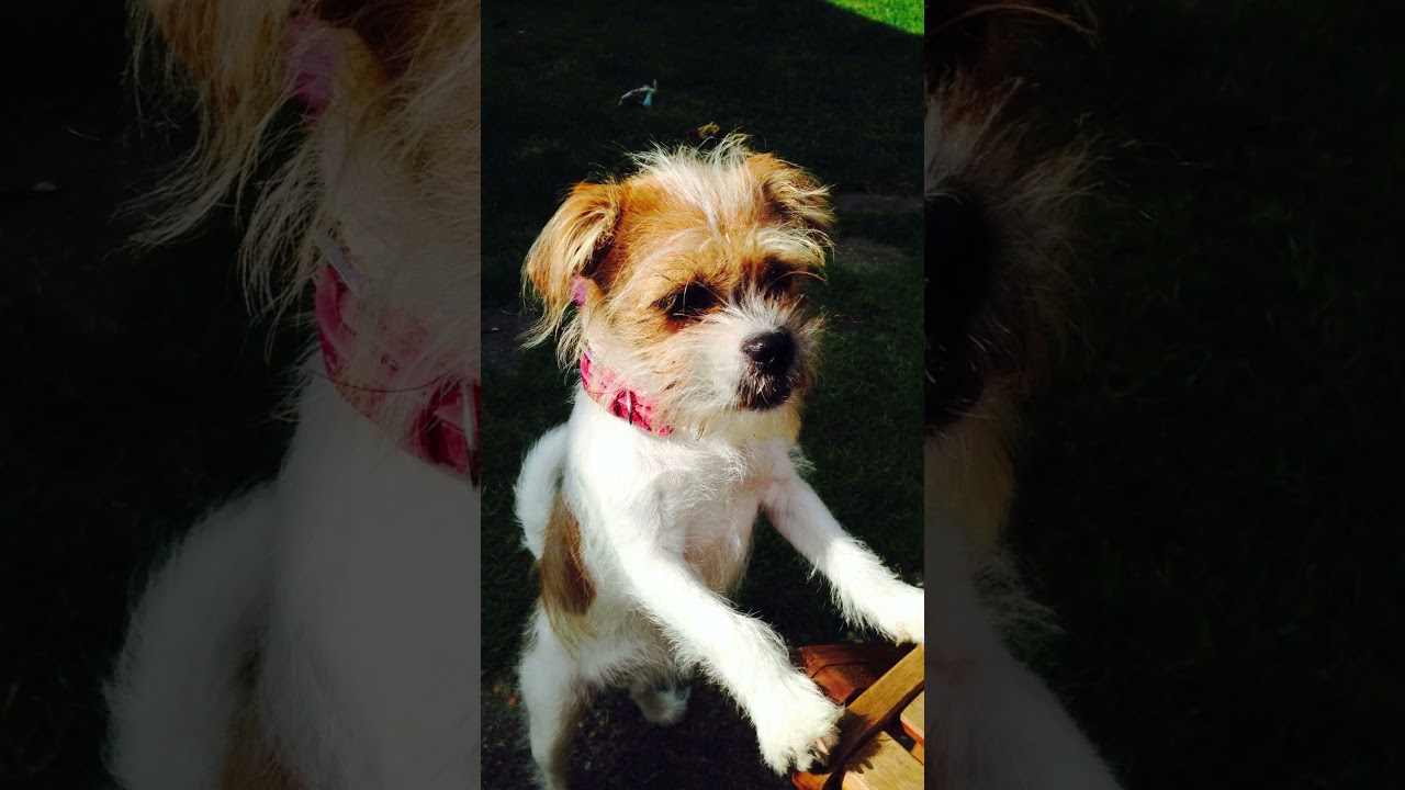 Top Five Adorable Shih Tzu Mixes That Are Pawfect For You!