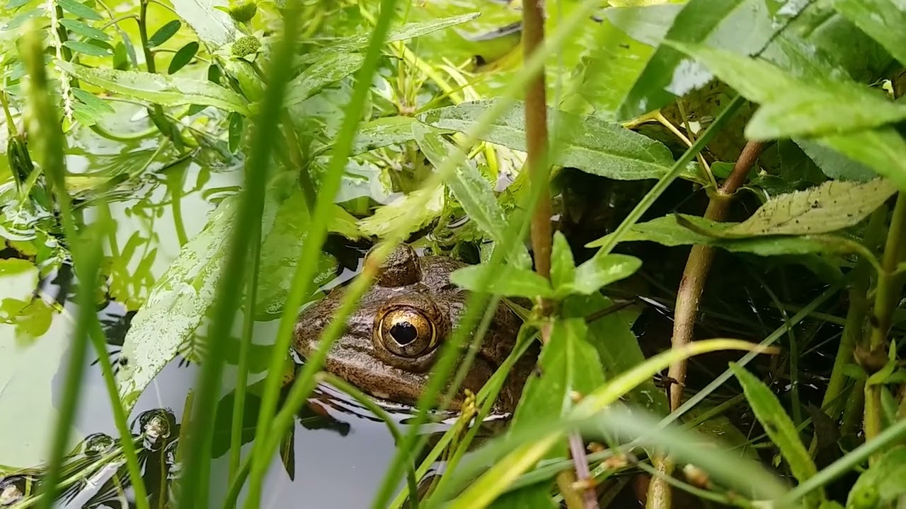bretkoc&euml; | ?????? |  Animalia | Chordata |  frog vs toad |  Amphibia | Salientia | jungle frog |toad