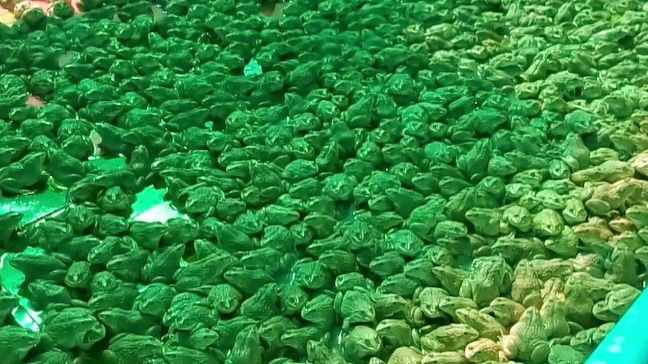 Frogs, Business in aquaculture, raising frogs to earn a living