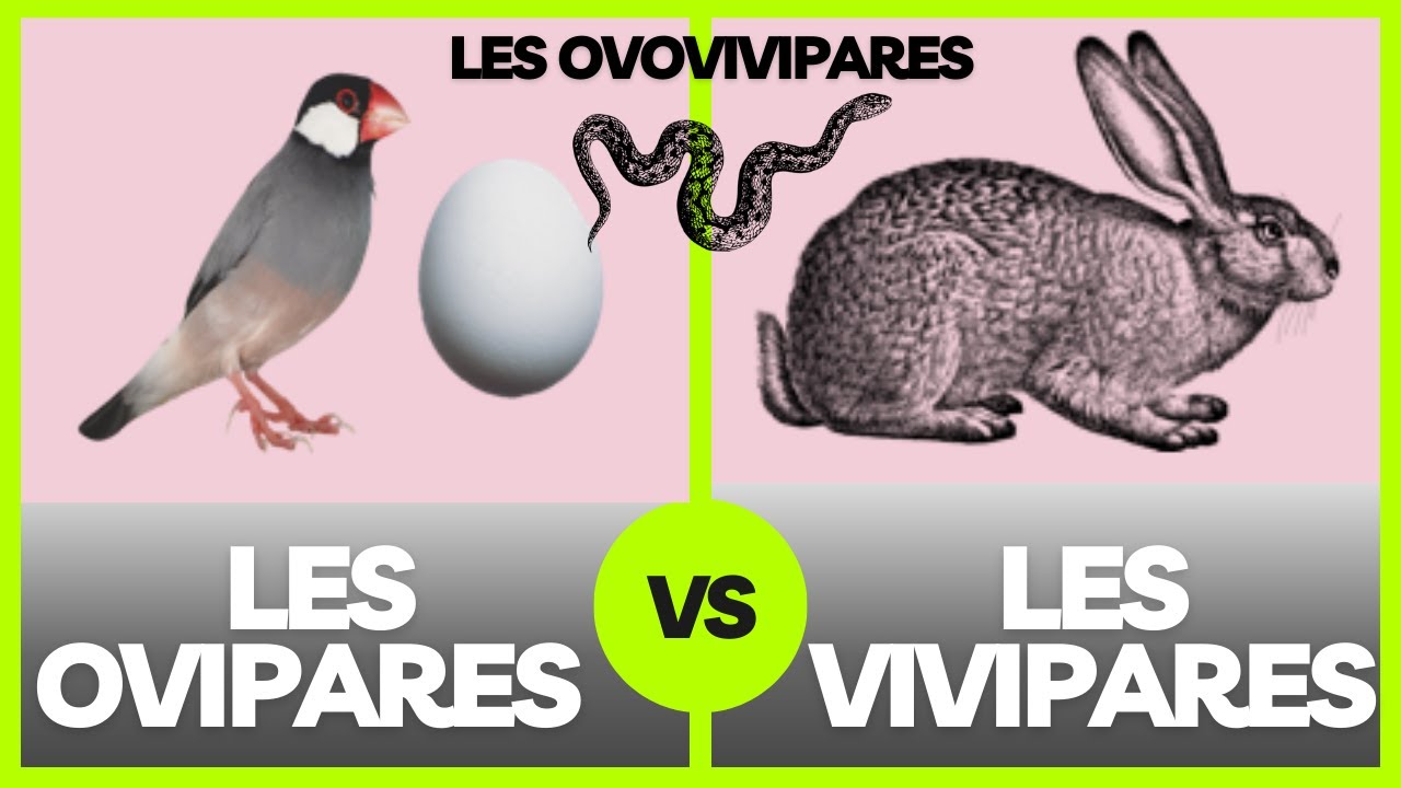 Les ovipares, les vivipares et les ovovivipares : explication.