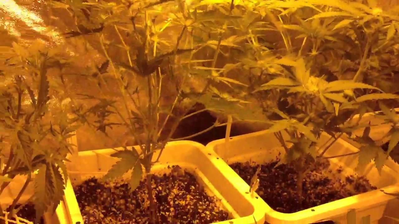 Marijuana grow 2 weeks into flower
