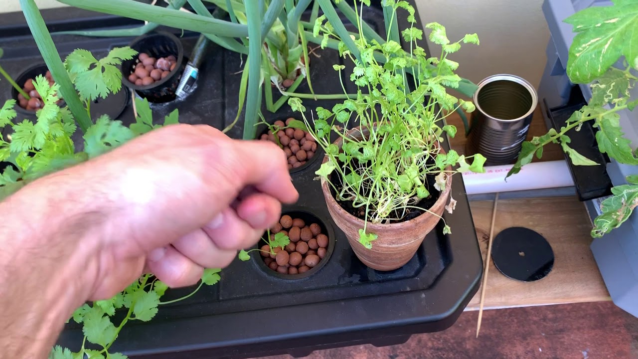 Hydroponic vs Soil Cilantro - Deep Water Culture Comparison