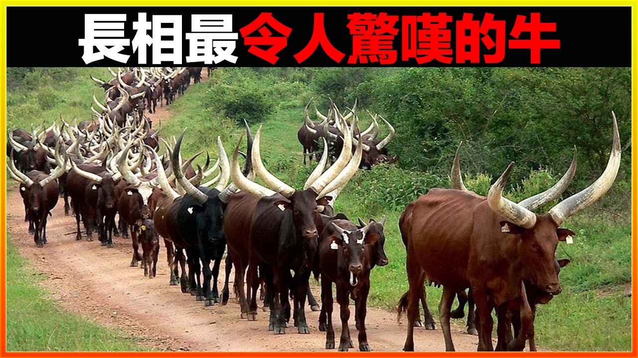 你這一生都可能沒見過的18種牛，牛角長達3米的，全身長滿腱子肉的，如同貓狗般大小的，每一個都令人嘖嘖稱奇｜