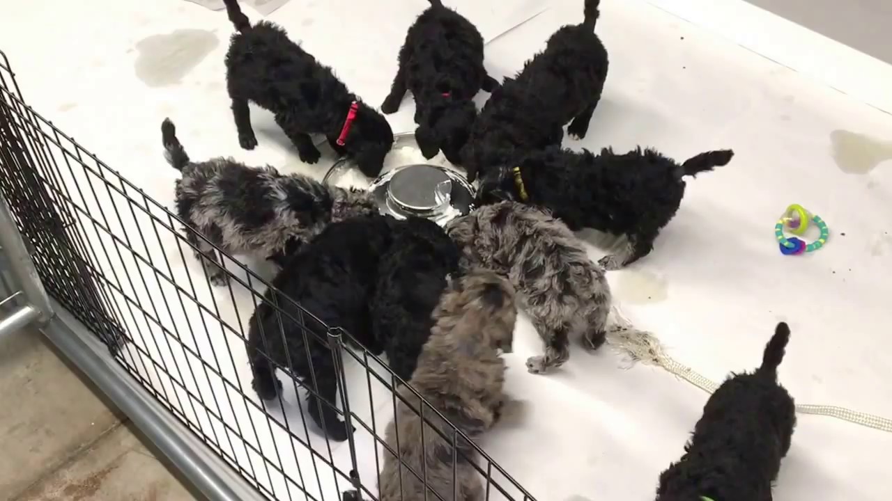 Standard poodle puppies almost 6 weeks old 3-2-17 Glory & Rugers kids