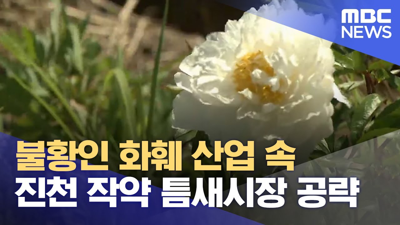'함박꽃' 진천 작약‥ 틈새시장으로 '활기' (2024.05.17/뉴스데스크/MBC충북)