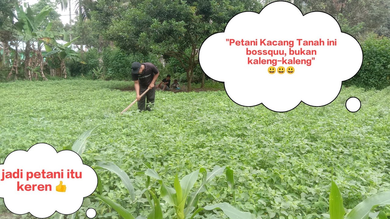 Bertani Kacang Tanah di lahan terbatas, hasilnya Raturan Kilo bosssqu.....