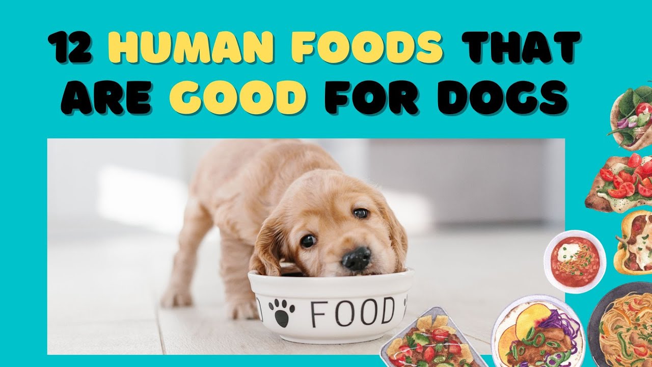 Mga PAGKAIN na PWEDE sa ASO  | Dog Foods | Munting Kennel