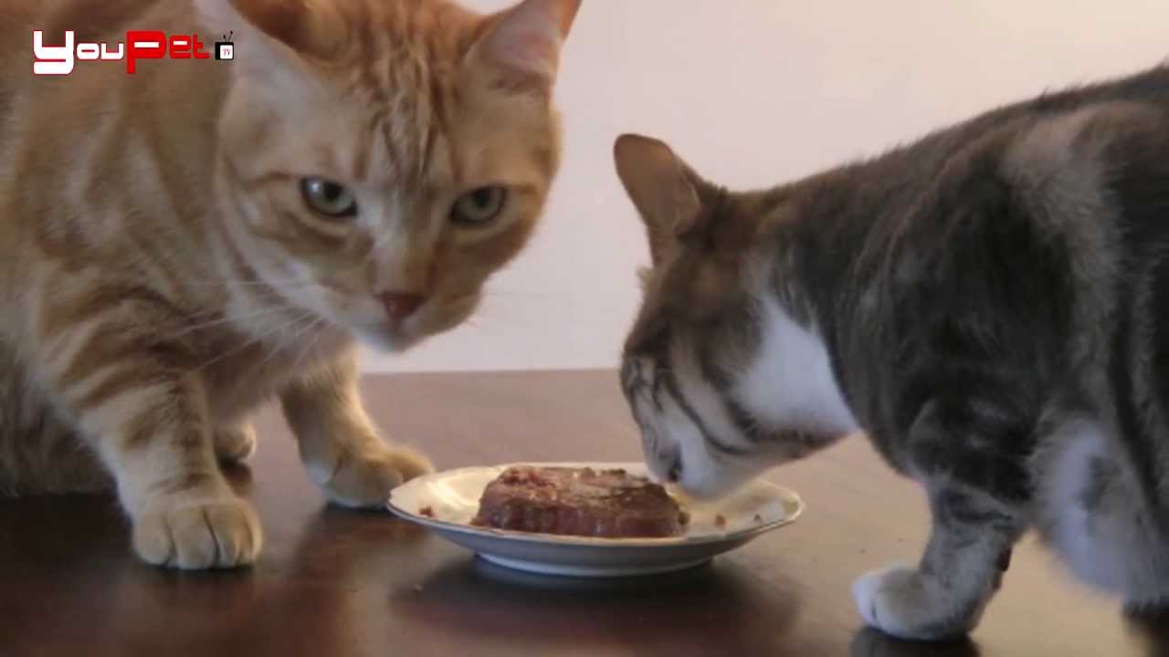 L'alimentazione del gatto adulto
