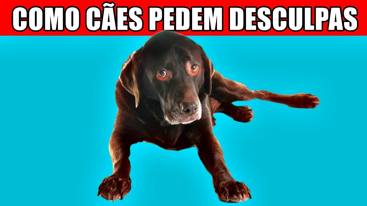 COMO os cachorros pedem DESCULPAS aos seus humanos?