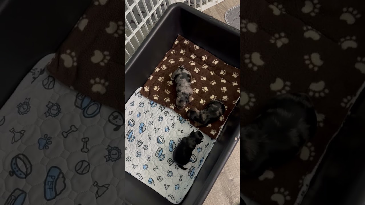 Mystique Litter DDD video 1