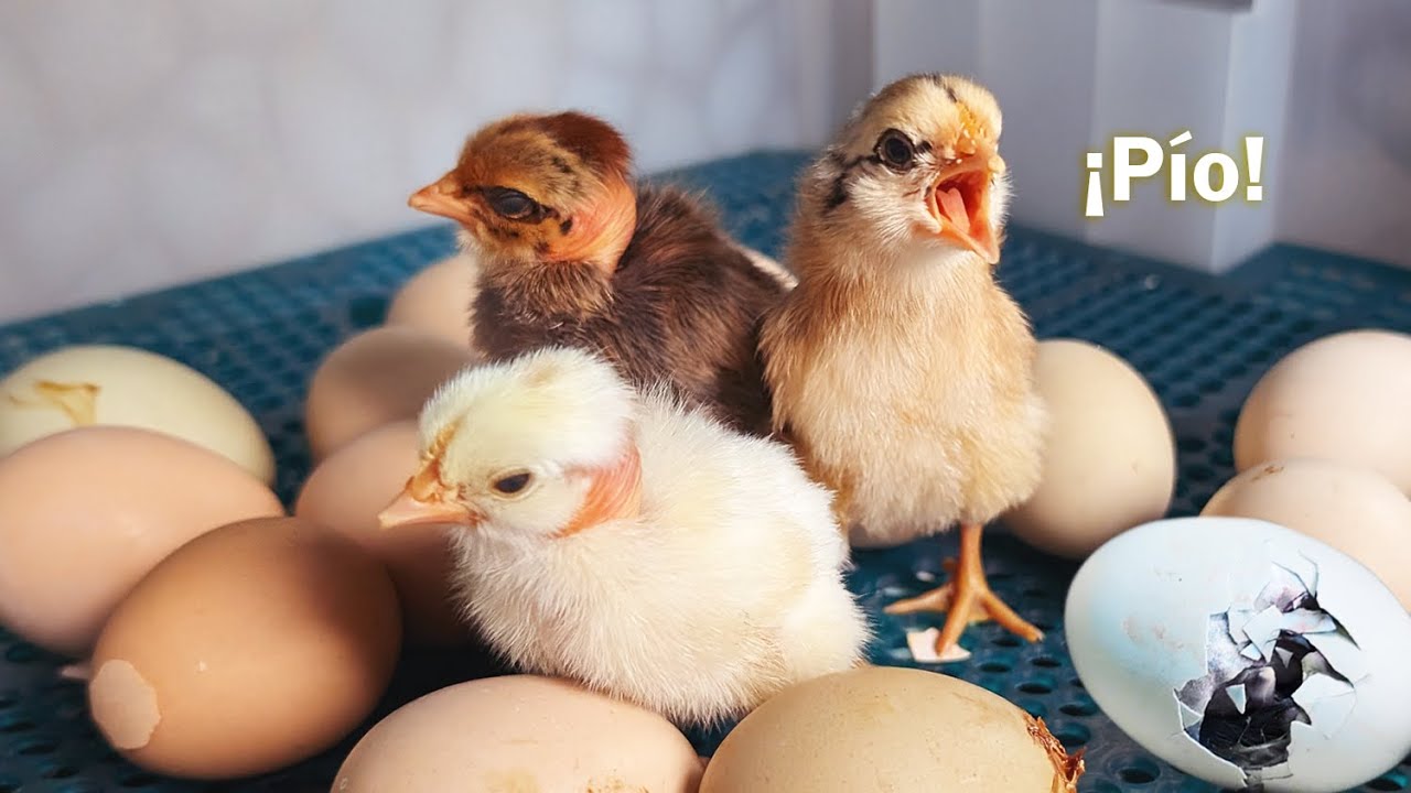 C&oacute;mo funciona una INCUBADORA de huevos 🐣 | Explicaci&oacute;n r&aacute;pida y sencilla