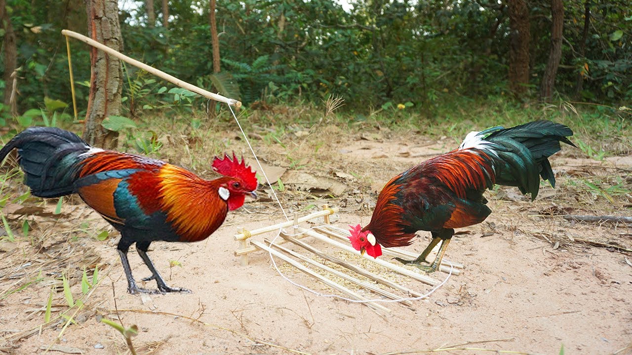 Build simple diy wild chicken trap make from wood - Easy make a wild chicken trap
