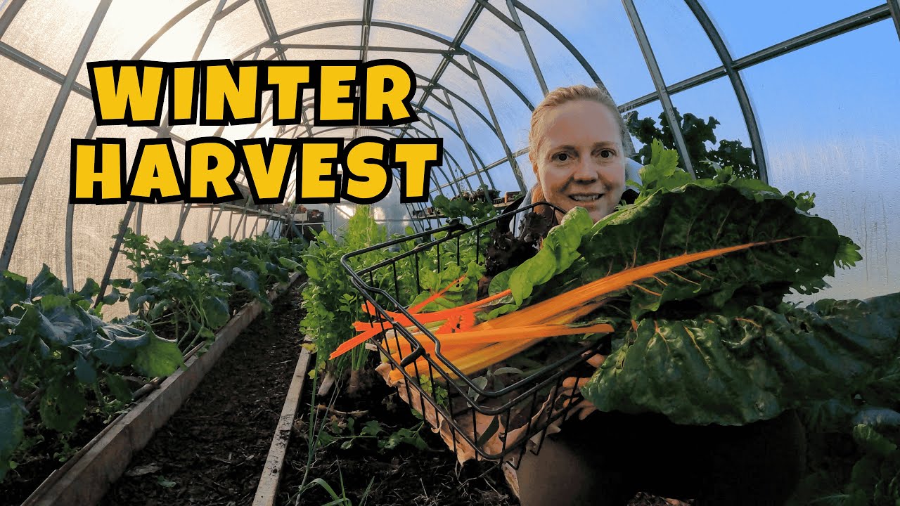 January Greenhouse Tour - What's Growing This Winter!