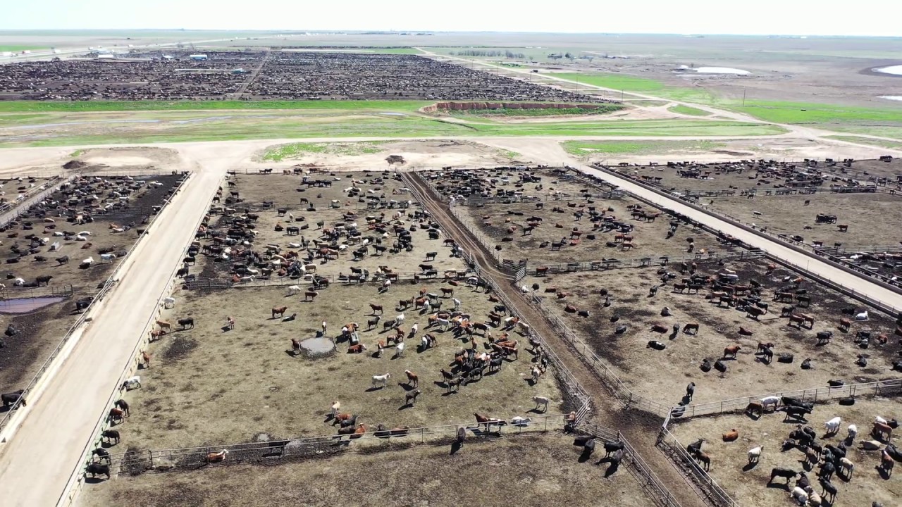 BEEF CATTLE ON A  FEEDLOT IN TEXAS PANHANDLE