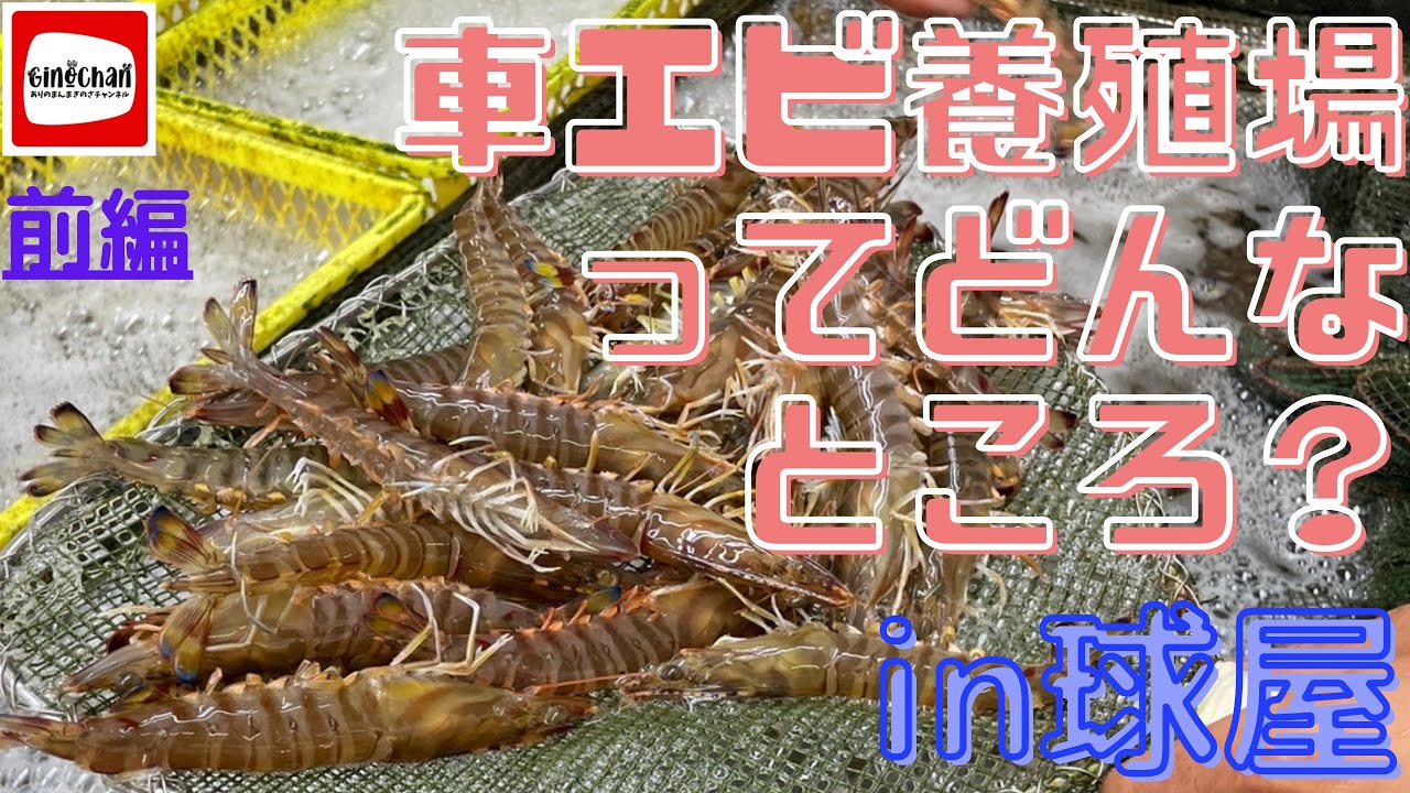 【車エビ養殖場】に潜入！養殖場ってどんなところ？〜前編〜
